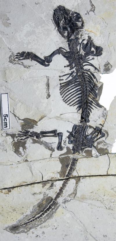 Liaoconodon hui